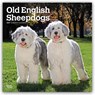 Old English Sheepdogs 2027 Square Flap -  - 9798330714421