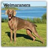 Weimaraners 2027 Square Flap -  - 9798330714605
