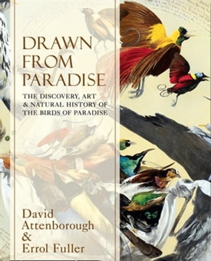 Drawn From Paradise: The Discovery, Art and Natural History of the Birds of Paradise, Sir David Attenborough ; Errol Fuller - Ebook - 9780007487622