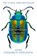 Extraordinary Insects, Anne Sverdrup-Thygeson - Paperback - 9780008316372