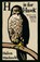H is for Hawk, Helen Macdonald - Paperback - 9780099575450