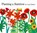 Planting a Rainbow, Lois Ehlert - Gebonden - 9780152626099