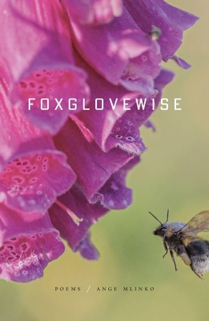 Foxglovewise, Ange Mlinko - Paperback - 9780374609177