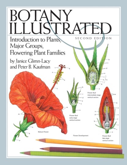 Botany Illustrated, Janice Glimn-Lacy ; Peter B. Kaufman - Paperback - 9780387288703