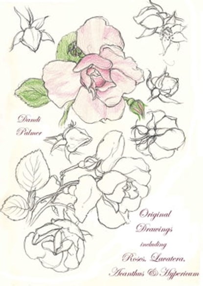 Original Drawings Including Roses, Lavatera, Acanthus and Hypericum, Dandi Palmer - Ebook - 9780463019870