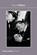 Bruce Gilden, Hans-Michael Koetzle - Paperback - 9780500411100