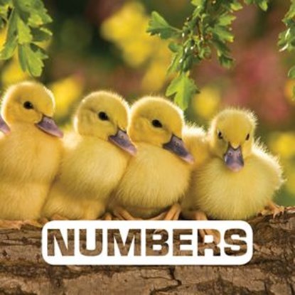 Numbers, Judith Nouvion - Ebook - 9780544866621
