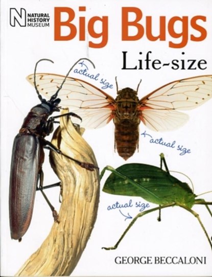 Big Bugs Life-Size, George Beccaloni - Paperback - 9780565092139