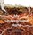 My Underground Home, Leanne Murner - Gebonden - 9780645643510