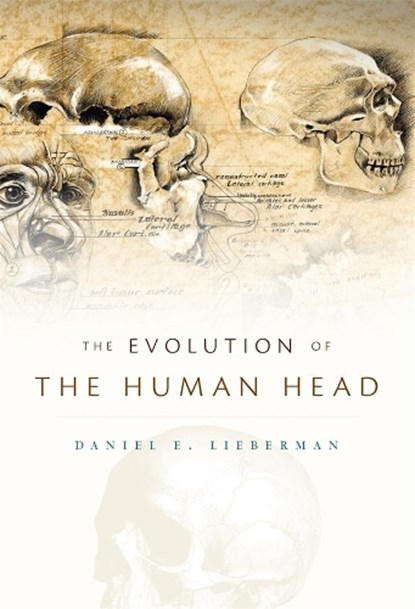 The Evolution of the Human Head, Daniel E. Lieberman - Gebonden - 9780674046368