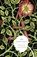 The Scarlet Letter, Nathaniel Hawthorne - Paperback - 9780679783381