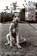 Dog Dogs, ERWITT,  Elliott - Paperback - 9780714838052