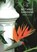 Botanic Gardens, Sarah Rutherford - Paperback - 9780747814443