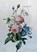 Redoute Convolvulus and Roses, Peony Press - Gebonden - 9780754820222