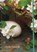 Notebook Egg & Blossom, Peony Press - Gebonden - 9780754820291