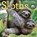 Sloths Wall Calendar, COOKE,  Lucy - Paperback - 9780761188001