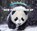 How Pandas Grow Up, IDZIKOWSKI,  Lisa - Paperback - 9780766096561
