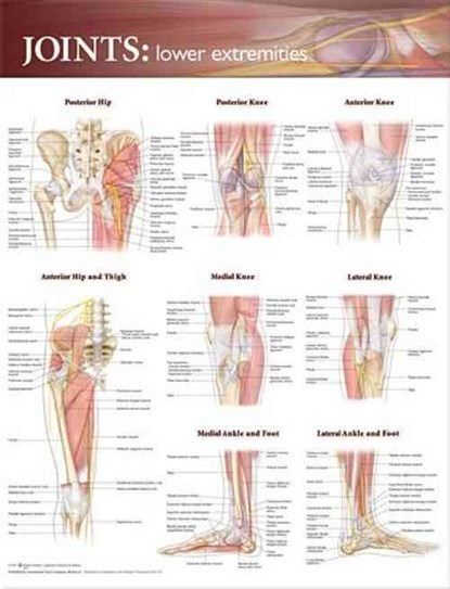 Joints of the Lower Extremities Anatomical Chart, niet bekend - Gebonden - 9780781786607