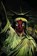Spider-man: Spider Island, SLOTT,  Dan - Gebonden - 9780785151043