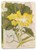 Japanese Squash Blossom Lined Paperback Journal, . Tuttle Studio - Paperback - 9780804855792