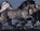 Equus, FLACH,  Tim - Gebonden - 9780810971424