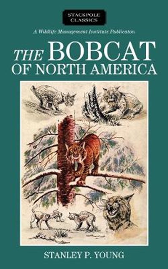 The Bobcat of North America
