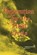 Preparation for the Final Crisis, Fernando Chaij - Paperback - 9780816309399
