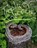 Trophic Cascade, Camille T Dungy - Paperback - 9780819578563