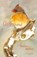 Wisdoms, Dorothy Maclean - Paperback - 9780936878096