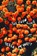 Snow Line, Tessa McWatt - Paperback - 9781039000025