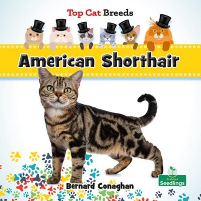 American Shorthair, Bernard Conaghan - Gebonden - 9781039838475
