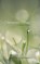 Contagious Magic: Collected Poems, COCHRELL,  Christie B. - Paperback - 9781087877693