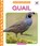Quail, Elizabeth Andrews - Gebonden - 9781098248574