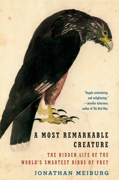 Most Remarkable Creature, Jonathan Meiburg - Paperback - 9781101911549