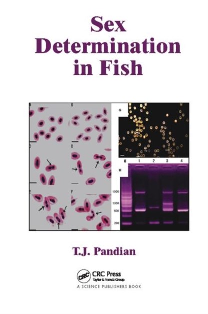 Sex Determination in Fish, T. J. (MADURAI KAMARAJ UNIVERSITY,  Tamilnadu, India) Pandian - Paperback - 9781138111998