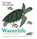 Waterlife, WOOLRIDGE,  Georgie - Paperback - 9781250095039
