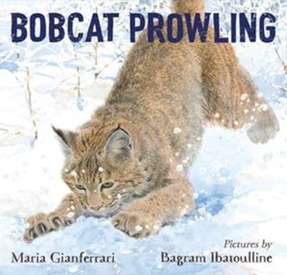 Bobcat Prowling, Maria Gianferrari - Ebook - 9781250875532