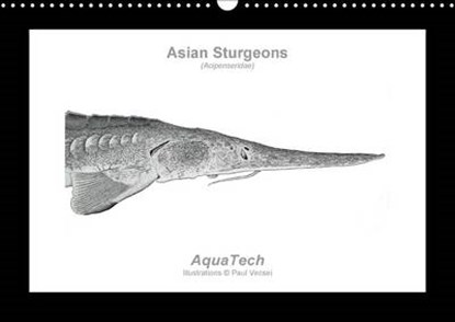 Asian Sturgeons (Acipenseridae): Fish as Art, Paul Vecsei - Paperback - 9781325044283