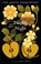 Twelfth Night, William Shakespeare - Paperback - 9781350065598