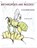 Arthropods are Needed: A Coloring Book, Michael Reed - Paperback - 9781387394050