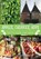 Apples, Cherries, Hops, Naomi Dickins - Paperback - 9781398101814