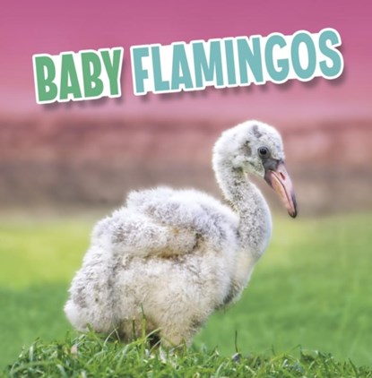 Baby Flamingos, Martha E. H. Rustad - Paperback - 9781398223905