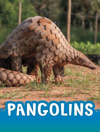 Pangolins, Jaclyn Jaycox - Paperback - 9781398238831