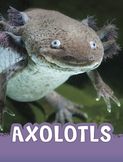 Axolotls, Jaclyn Jaycox - Paperback - 9781398243927