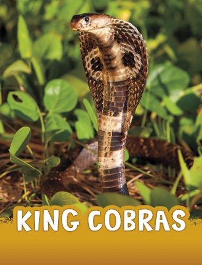 King Cobras, Jaclyn Jaycox - Paperback - 9781398244009