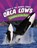 Orca Cows, Jaclyn Jaycox - Paperback - 9781398245969