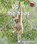 Up in the trees, Paul George - Paperback - 9781398249769
