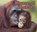 Mammal Babies, VEITCH,  Catherine - Paperback - 9781406259322