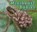Minibeast Babies, VEITCH,  Catherine - Paperback - 9781406259339