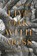 Live Oak, with Moss, Walt Whitman - Paperback - 9781419748158